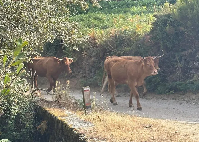 Estrela Do Gerês - Casa Fernandes 4*